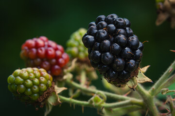 Blackberries in different stages of ripeness on one branch.