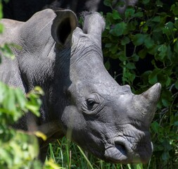 Fototapeta premium White Rhinoceros resting in the shades of a bush at a nature park in Uganda
