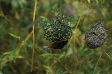 weaver bird weaving complex nest