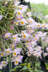 Beautiful Loddiges' Dendrobium (Dendrobium loddigesii) flowers.