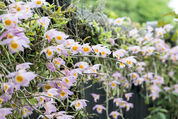 Beautiful Loddiges' Dendrobium (Dendrobium loddigesii) flowers.