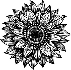 illustration flower vector. sunflower vector .daisy vector . flower outline vector