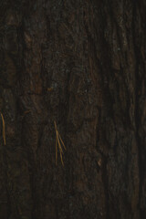 old cave in the cave