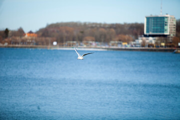 seagulls on the beach