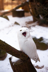 snowy owl