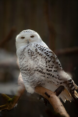 snowy owl