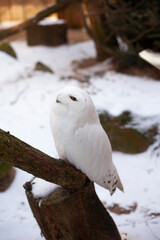 snowy owl in the snow