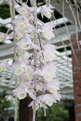 Beautiful Hooded Dendrobium (dendrobium aphyllum) flowers.