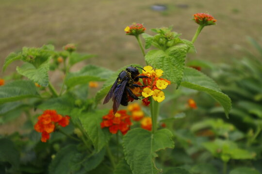 abeille charpenti&egrave;re butinant des fleurs de lantana 