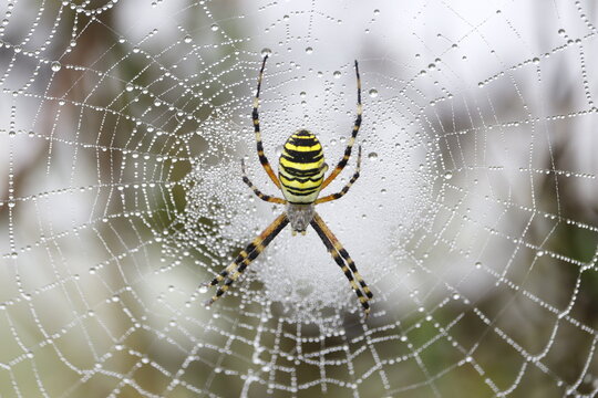 une &eacute;peire fasci&eacute;e pos&eacute;e sur sa toile constell&eacute;e de gouttelettes d'eau
