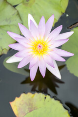 Beautiful pink water lily flower.