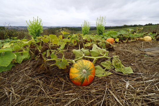 Potimarron dans une parcelle de culture de courge en permaculture