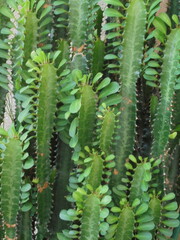 cactus in the garden