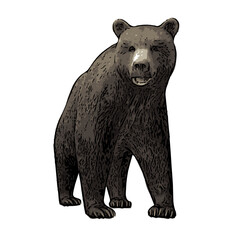 brown bear silhouette