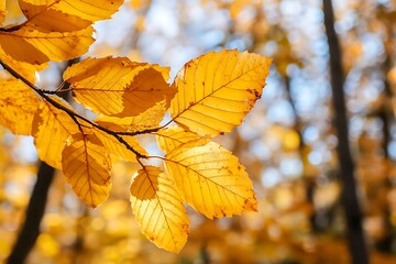 Obraz premium Golden autumn leaves on a branch against a blurred forest background