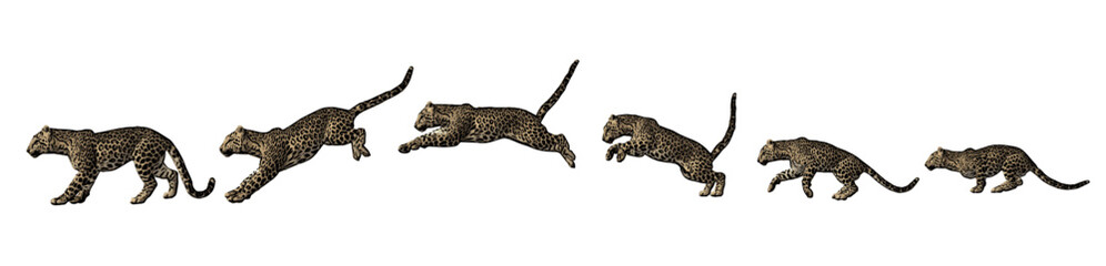 Cheetah jaguar panther wild cat vektor ilustration isolated design  © Iron mystogan 