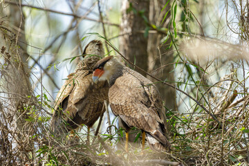 Two crested caracara (Caracara plancus) in their nest on a tree.