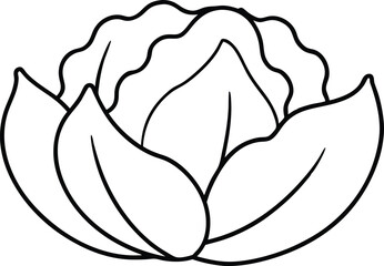 Minimalist Cabbage Leaf Vector Illustration Thin Line Style
