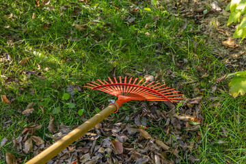 Raking grass in the garden with a red rake for sweeping leaves