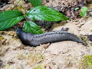 black big slug in france forest