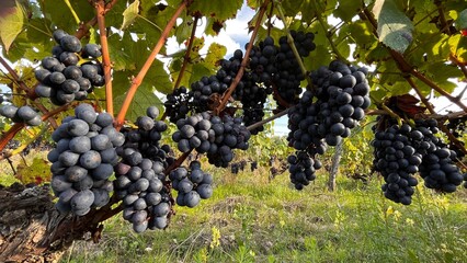grapes in vineyard