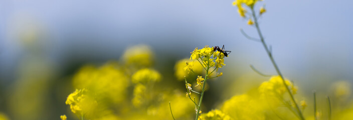 Obraz premium field of yellow flowers close up