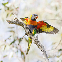 Rainbow Lorikeet Spreading Its Wings While Perched on Tree Branch

