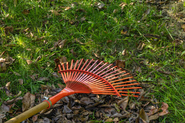 Raking grass in the garden with a red rake for sweeping leaves