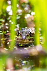 Green frog or european common frog in idyllic garden pond lurking for insects with big eyes shining beautiful amphibian toad in evening sunlight showing its head in the water looking into the camera