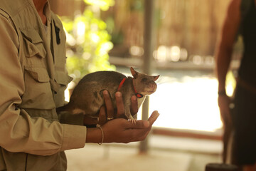 The Courageous Scent: A Hero in Small Steps