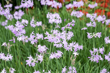 Naklejka premium Beautiful Society Garlic (tulbaghia violacea) flowers.