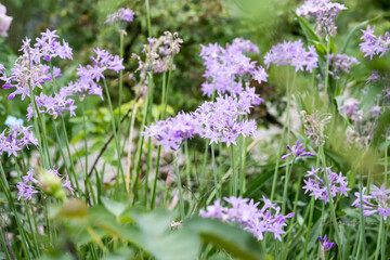 Obraz premium Beautiful Society Garlic (tulbaghia violacea) flowers.