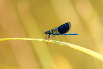 Blue male banded demoiselle Calopteryx splendens at a river on the hunt for insects with banded wings at a creek on green leaves swimming in the clear water as territory of the male dragonfly odonata