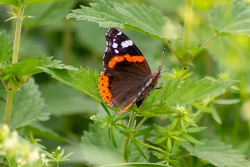 Beautiful colorful butterfly in profile view macro with shiny blurred background bokeh in summer farm field shows filigree wings with vibrant colors camouflage insect hiding pollination in wild grass