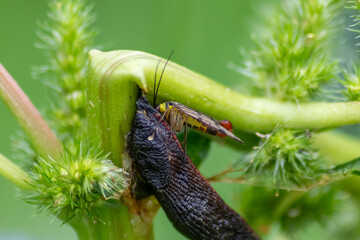 Scorpion fly macro with dead snail scorpionfly eating animal with long feelers and scorpion tail stinging into prey to kill insects as insect hunter and insect killer with brown garden snail pest