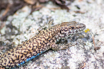 Shy Lizard on the hunt for insects on a hot volcano rock warming up in the sun as hematocryal animal in macro view and close-up to see the scaled skin details of little saurian needs to shed or molt