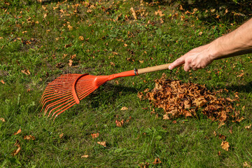 Raking grass in the garden with a red rake for sweeping leaves