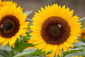 Beautiful yellow sunflowers with bees showing its natural beauty with the yellow petals and growing sunflower seeds and offering nectar and pollen for insects as flying bees and bumblebees in summer