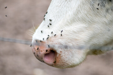 Cow head with many flies on its nose is struggling with a swarm of flies in summer as infective...