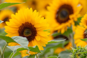 Obraz premium Beautiful yellow sunflowers with bees showing its natural beauty with the yellow petals and growing sunflower seeds and offering nectar and pollen for insects as flying bees and bumblebees in summer