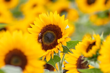 Beautiful yellow sunflowers with bees showing its natural beauty with the yellow petals and growing sunflower seeds and offering nectar and pollen for insects as flying bees and bumblebees in summer