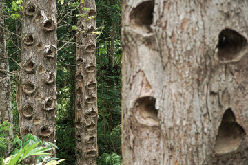 close up eye level angle view of Dammar tree hole. Damar mata kucing (Shorea Javanica) at Krui Pesisir Barat forest