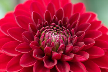 Beautiful macro of a colorful dahlia blossom showing the natural beauty and garden lovers passion...