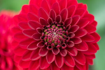 Beautiful macro of a colorful dahlia blossom showing the natural beauty and garden lovers passion...