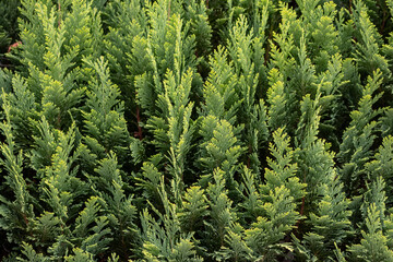 Italian cypress background or Mediterranean cypress background in close-up macro view shows green leaves of cypress plants as natural background and sustainable wallpaper with relaxing green colors