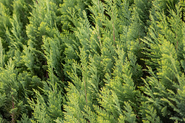 Italian cypress background or Mediterranean cypress background in close-up macro view shows green leaves of cypress plants as natural background and sustainable wallpaper with relaxing green colors
