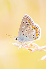 Beautiful colorful butterfly in profile view macro with shiny blurred background bokeh in summer farm field shows filigree wings with vibrant colors camouflage insect hiding pollination in wild grass
