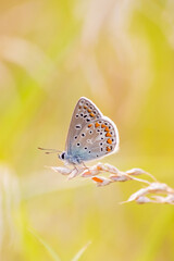 Beautiful colorful butterfly in profile view macro with shiny blurred background bokeh in summer farm field shows filigree wings with vibrant colors camouflage insect hiding pollination in wild grass