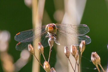Red Crimson dragonfly in profile Impressive shot of insect killer dragonfly warming up in sunshine...