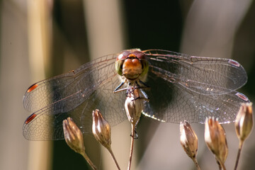 Red Crimson dragonfly in profile Impressive shot of insect killer dragonfly warming up in sunshine waiting for flies or  insects to hunt for as beneficial animal red facete eyes macro filigree wings